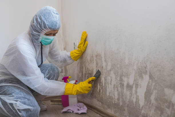 Best Mold Remediation for Healthcare Facilities  in Wurtland, KY